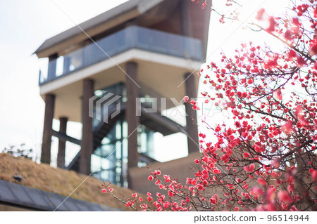 梅花和天文台 梅花和天文台 96514944