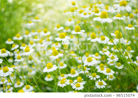 pretty chamomile flowers 96515074