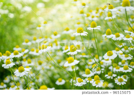 pretty chamomile flowers 96515075