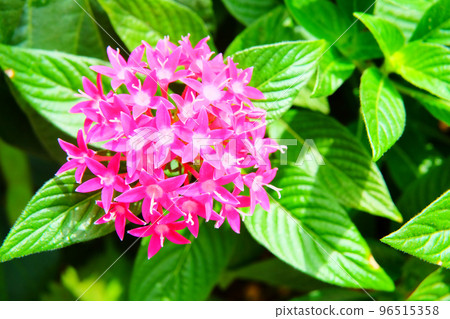 Pentas Pentas 96515358