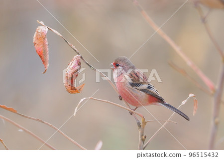 Benimashiko came to the wintering ground 96515432