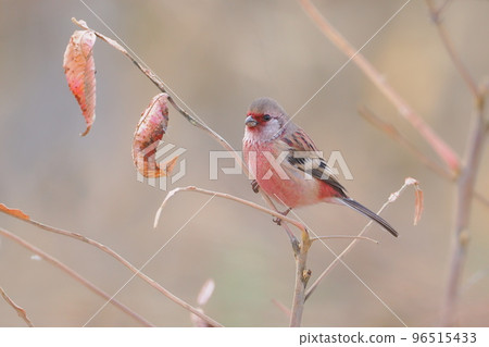 Benimashiko came to the wintering ground 96515433