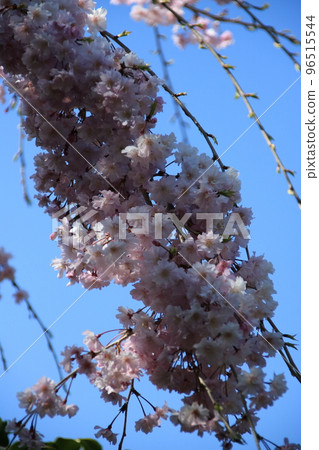 Cherry blossoms in full bloom that shine in the blue sky 96515544
