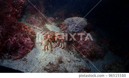 Spiny lobster and red mullet Spiny lobster and red mullet 96515580