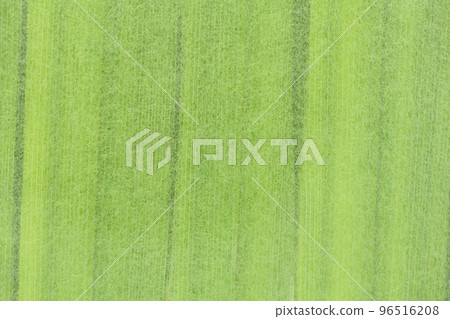Background material of Japanese paper and palm leaves Background material of Japanese paper and palm leaves 96516208