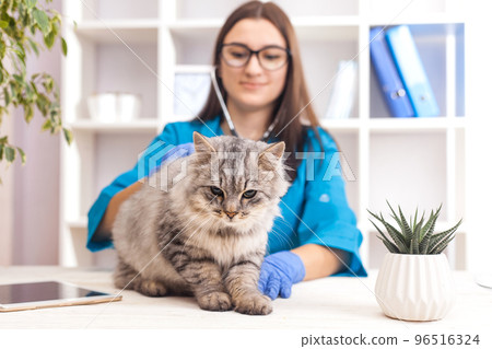 female doctor examines a gray cat in a veterinary clinic. medicine for pets 96516324