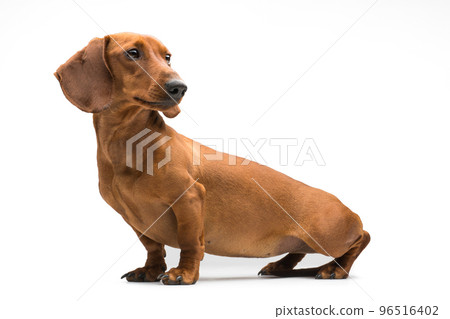 Dachshund Dog isolated over white background. Dachshund Dog isolated over white background. 96516402