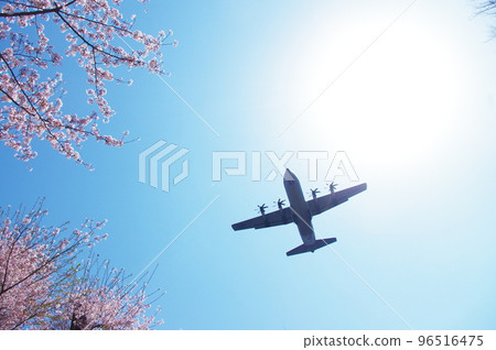 A transport plane flying in the blue sky and cherry blossoms 96516475