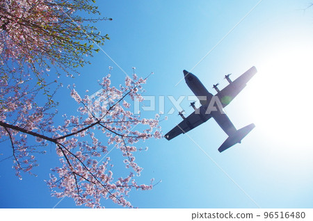 A transport plane flying in the blue sky and cherry blossoms 96516480