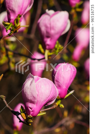 purple magnolia twig in full blossom. romantic floral background of a garden purple magnolia twig in full blossom. romantic floral background of a garden 96516735