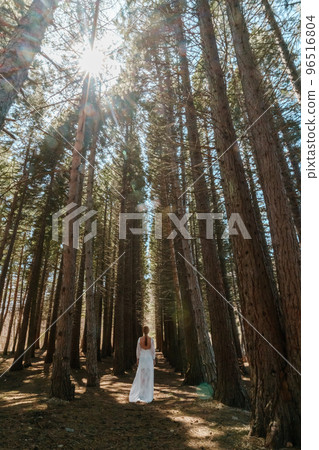 A girl in a white dress and a long braid travels alone through the forest of tall Sequoiadendron giganteum, rising into the sky on a sunny day 96516804