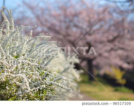 水瀨川的柳花 水瀨川的柳花 96517109