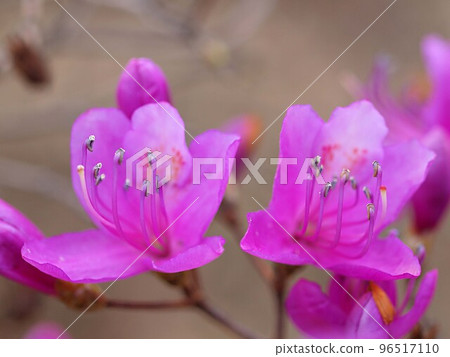 杜鵑花的特寫 杜鵑花的特寫 96517110