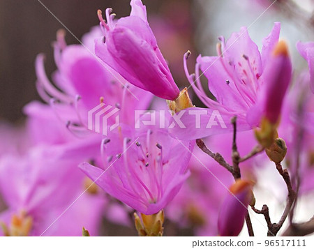 杜鵑花的特寫 杜鵑花的特寫 96517111