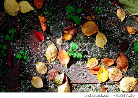 秋天的樹葉 96517120