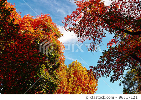Autumn tree with colored leaves against blue sky 96517121