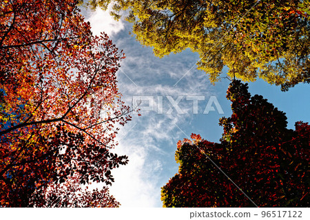 Autumn tree with colored leaves against blue sky 96517122