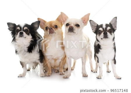 chihuahuas in studio chihuahuas in studio 96517148