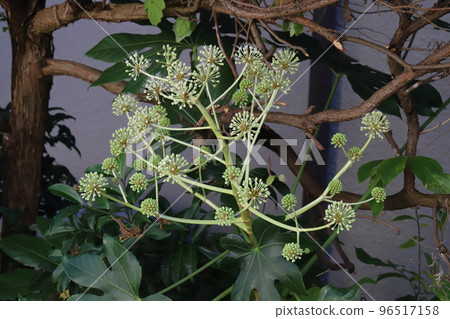 White flowers of Fatsia in bloom in late autumn garden in Japan 96517158