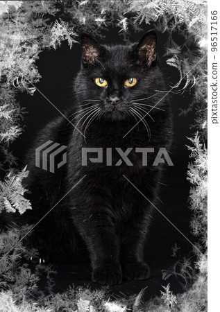 black cat in studio 96517166