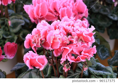 仙客來 聖誕花園 仙客來 96517375