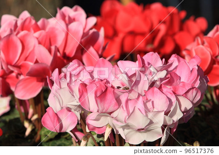 仙客來 聖誕花園 仙客來 仙客來 聖誕花園 仙客來 96517376