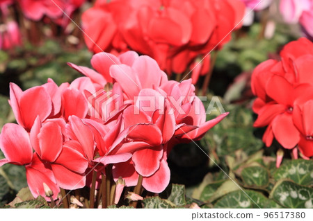 Cyclamen Christmas Flower Garden Cyclamen 96517380