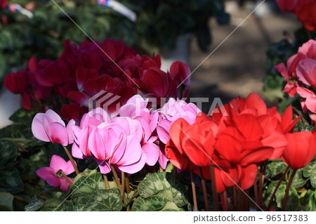 Cyclamen Christmas Flower Garden Cyclamen 96517383