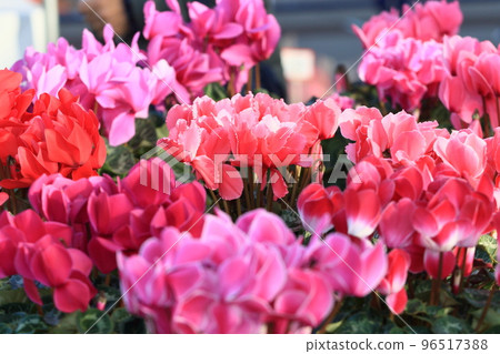 Cyclamen Christmas Flower Garden Cyclamen Cyclamen Christmas Flower Garden Cyclamen 96517388