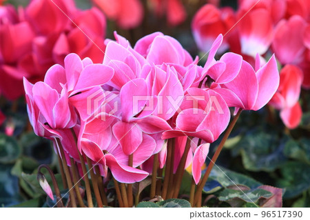 仙客來 聖誕花園 仙客來 仙客來 聖誕花園 仙客來 96517390