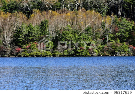 白駒池紅葉湖畔林 白駒池紅葉湖畔林 96517639