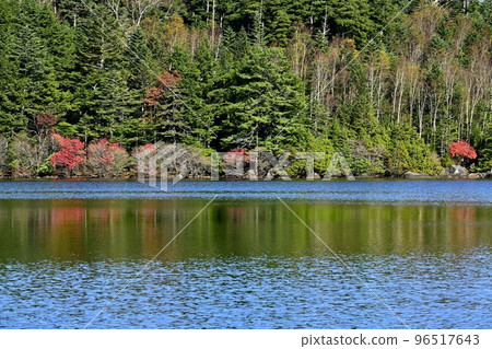 A lakeside forest with autumn colors reflected in Shirakoma Pond A lakeside forest with autumn colors reflected in Shirakoma Pond 96517643