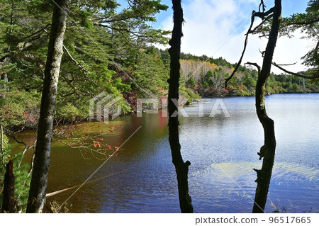 白駒池紅葉湖畔林 白駒池紅葉湖畔林 96517665