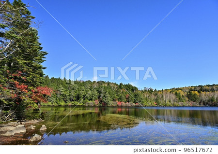 Lakeside forest and rowan trees turning red in Shirakoma Pond Lakeside forest and rowan trees turning red in Shirakoma Pond 96517672
