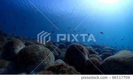 魚和魚的淺灘 魚和魚的淺灘 96517709