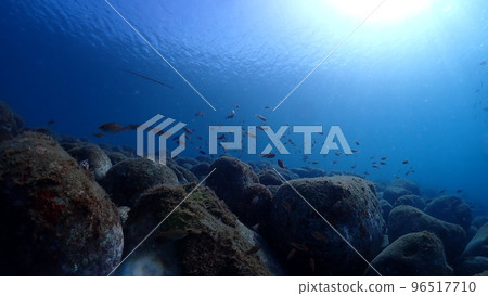 魚和魚的淺灘 魚和魚的淺灘 96517710