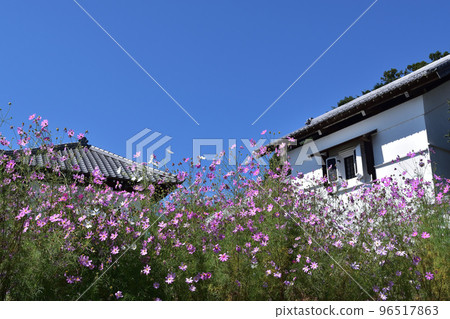 日高市,高麗本鄉舊新井家住宅和波斯菊 日高市,高麗本鄉舊新井家住宅和波斯菊 96517863