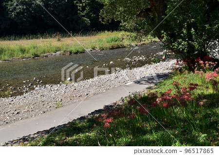 日高市、駒川和群孤挺花 96517865