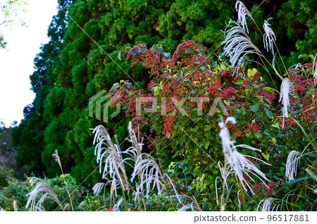 Kamboku水果 96517881