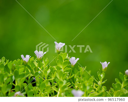Close up Indian pennywort, brahmi flower with leaves on blur background. Close up Indian pennywort, brahmi flower with leaves on blur background. 96517960