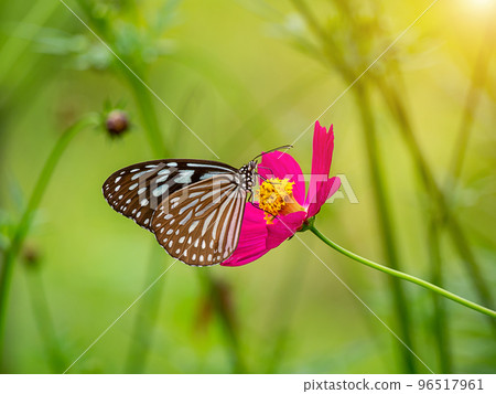 Close up butterfly on cosmos flower with blur background. 96517961