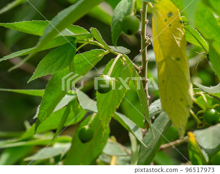 Close up fruit and leaf of Jamaican cherry, Malayan Cherry, West Indian Cherry on branch. 96517973