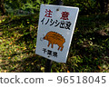 Wild boar attention 96518045