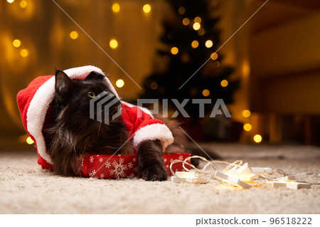 Black maine coon cat in Santa Claus costume lies on the floor with gift. 96518222