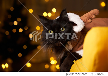 Black maine coon cat in deer suit on sofa against background of Christmas tree. Black maine coon cat in deer suit on sofa against background of Christmas tree. 96518260