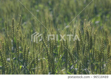 Wheat field 96518489