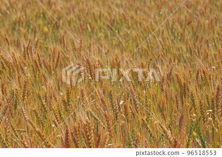 Wheat field 96518553