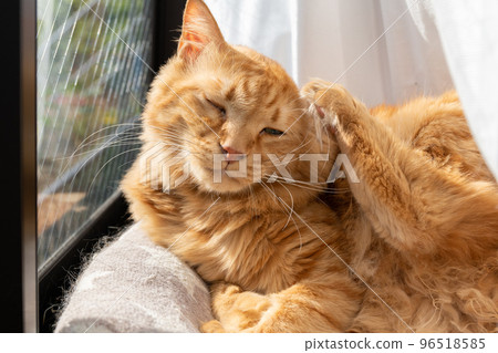 美容貓 茶虎斑貓 96518585