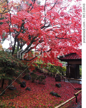 Autumn leaves in Kyoto 96518648