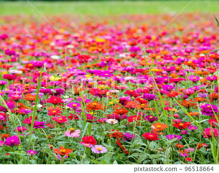 關渡花海 關渡花海 96518664